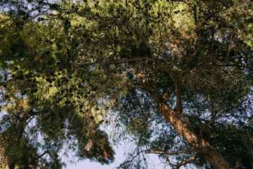 pine trees forest, beautiful natural background. bottom view