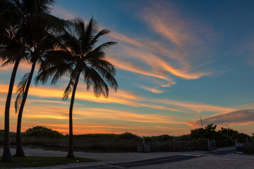 Fototapeta premium Palm trees silhouettes on tropical beach at sunrise in Miami Beach, Florida. Copy space.