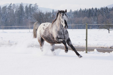 Appaloosa Pferd Schnee Galopp Hengst