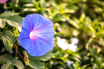 Blue Morning glory flower over blurred green garden with morning warm light, beauty of nature, spring and summer season idea background