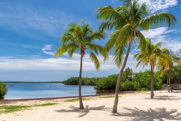 Fototapeta na wymiar Coconut palm trees on a tropical sandy beach in Florida Keys.