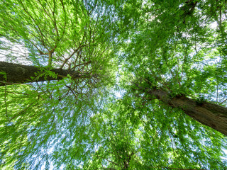 日本の針葉樹と葉の間から漏れる日の光