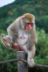 A Japanese macaque scratching an itch in its inner thigh in Arashiyama Kyoto Japan