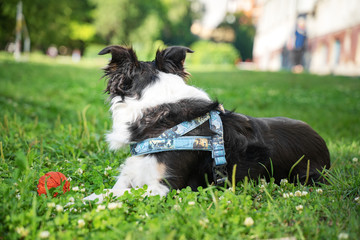 Collie dog on a summer walk lies on the grass
