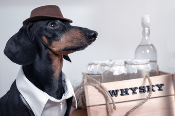 Dachshund in the guise of an old-fashioned businessman in a hat and clothes