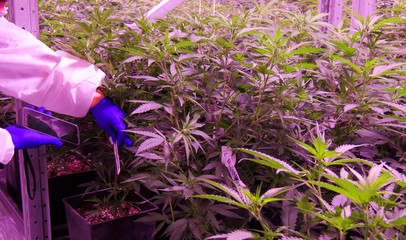 worker with electronic device controling cannabis plant growth