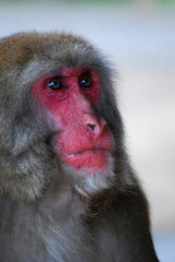 Fototapeta premium Close up of the red face of an older Japanese macaque sitting with a philosophical look in Arashiyama hills in Kyoto, Japan