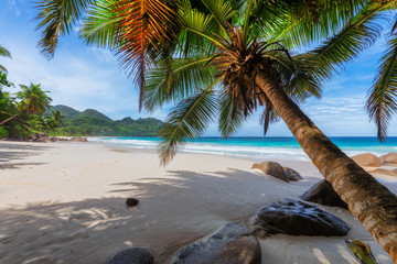 Exotic beach. Sunny beach with palm and turquoise sea. Summer vacation and tropical beach concept.
