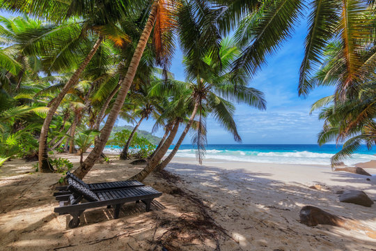 Beautiful sandy beach with beach chairs under coconut palms  and Caribbean sea on Jamaica Paradise island.