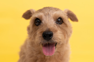 Norfolk Terrier dog against yellow background