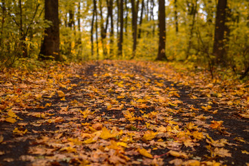 Yellow leaves lie on the ground in autumn in the park.