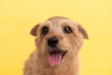 Norfolk Terrier dog against yellow background