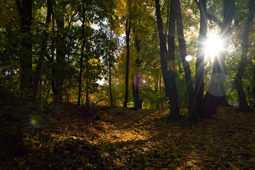 Naklejka premium Golden trees in autumn in the park