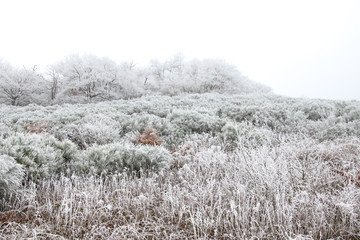 White winter scenery of frost covered foliage 