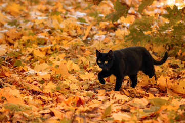 Black cat walks on yellow foliage in the autumn in the park.