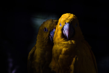 Yellow parrots