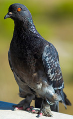 pigeon bird close up. bird watching