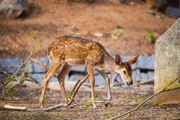 fallow deer in the forest