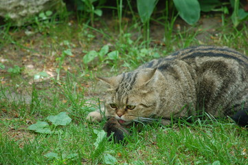 cat is friends with the mouse