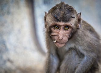 Monkey eating, Thailand.