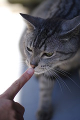 猫とスキンシップ