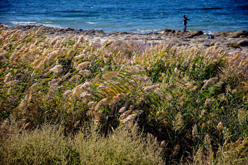 Рыбак, море, камыш