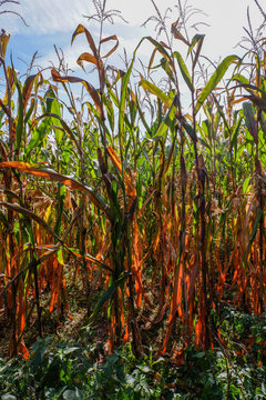 Maisfeld vor der Ernte im September