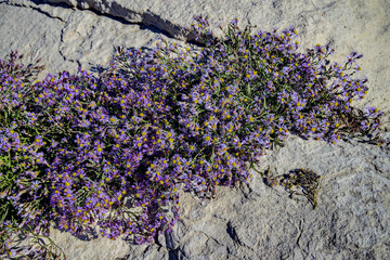 Цветы на камне