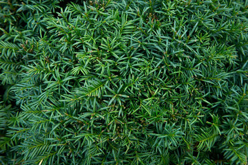 Background from coniferous plants. Green, beautiful and young