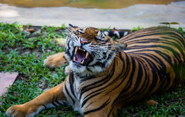 Bengal tiger, Thailand.