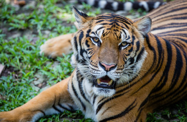 Bengal tiger, Thailand.
