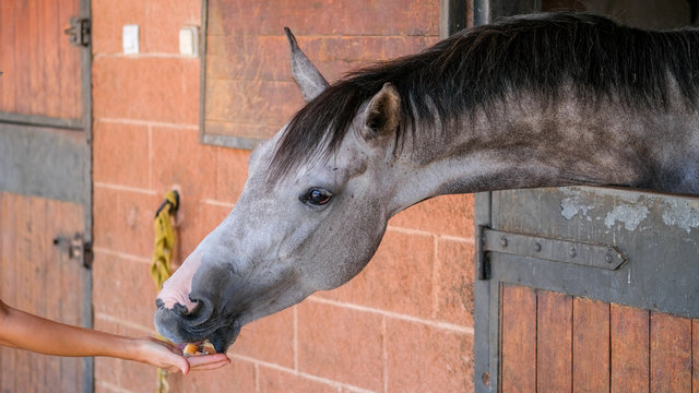 Dapple gray horse is eating apple from hands of the young woman in the stable. Farm Feeding.The concept of human-nature relations. Animal care. Holsteiner horse. Horse in the stable.