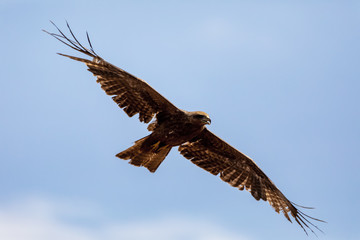 bird Black kite flying abainst blue sky, Milvus migrans, Ethiopia safari wildlife