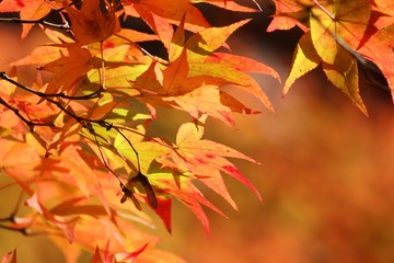 Naklejka na ściany i meble Japan autumn foliage