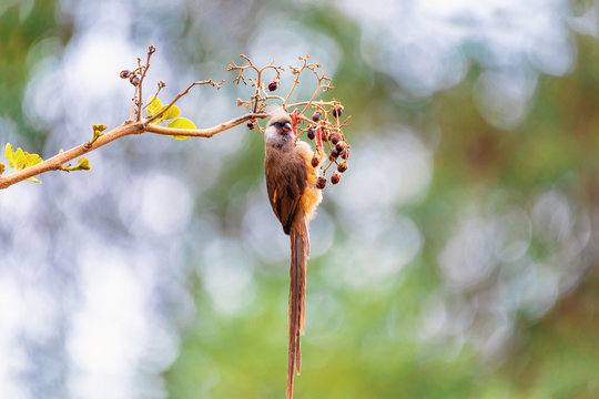 beautiful small bird Speckled mousebird, (Colius striatus) feeding on tree with berries. Ethiopia wildlife