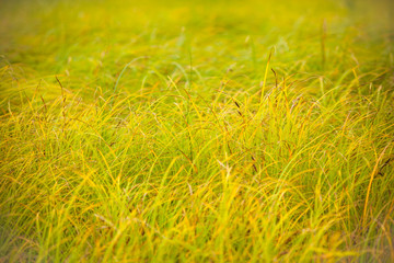 Yellow-green grass. Wild bright grass, photo background