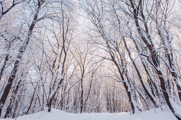 Snowy Path Through Forest. Beautifu winter forest