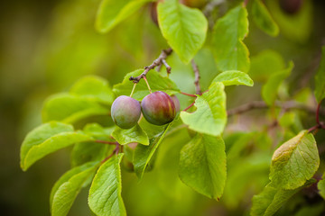 Plum on the tree. Fresh plums in the garden. Photo background with plums on a branch with copyspace