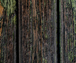 Obraz premium Gray boards with peeling green paint texture. Vertical boards with different lines, scuffs. Cracks between boards. Background