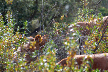 Wild bull in an Alentejo landscape, Portugal