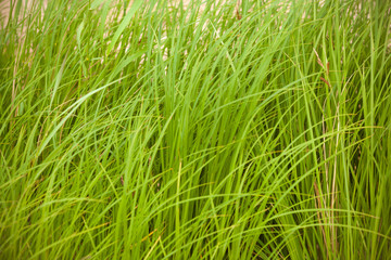 Green grass close-up. Long green grass photo background with copy space