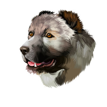 Armenian Gampr dog digital art illustration isolated on white. Livestock guardian dog native to Armenian Highlands. Gampr mountain dog's head is large, well-outlined and well-developed