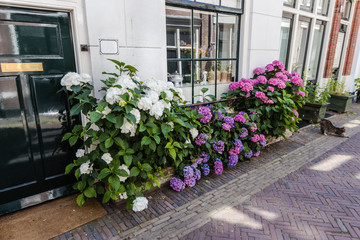 A residential building facade decorated with house plants and flowers, Haarlem