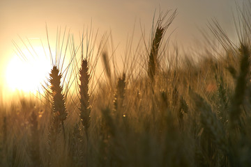 wheat stalk on the background of the dawn. rays of the sun passing through the wheat