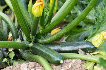 Calabacines y flores de la planta 