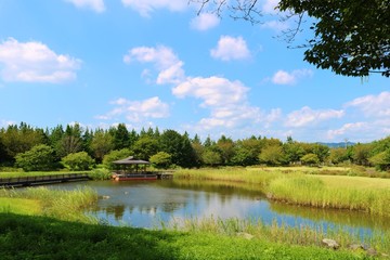 風景　池　空　秋　杤木　日本