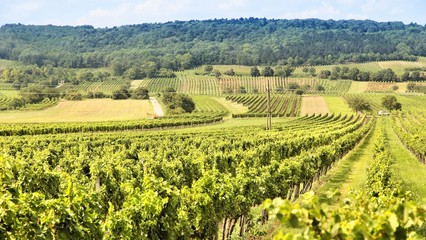 Burgenland vineyard in Austria