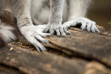 Legs of ring-tailed lemur (lemur catta).Closeup with nature blur background.