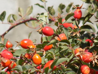 Rosehip bushes. Bright orange nutritious berries on the thorny branches of the plant. Useful berries.