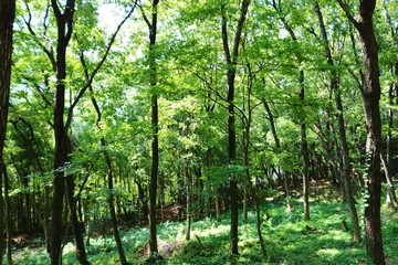 森　風景　秋　木漏れ日　公園　杤木　日本
